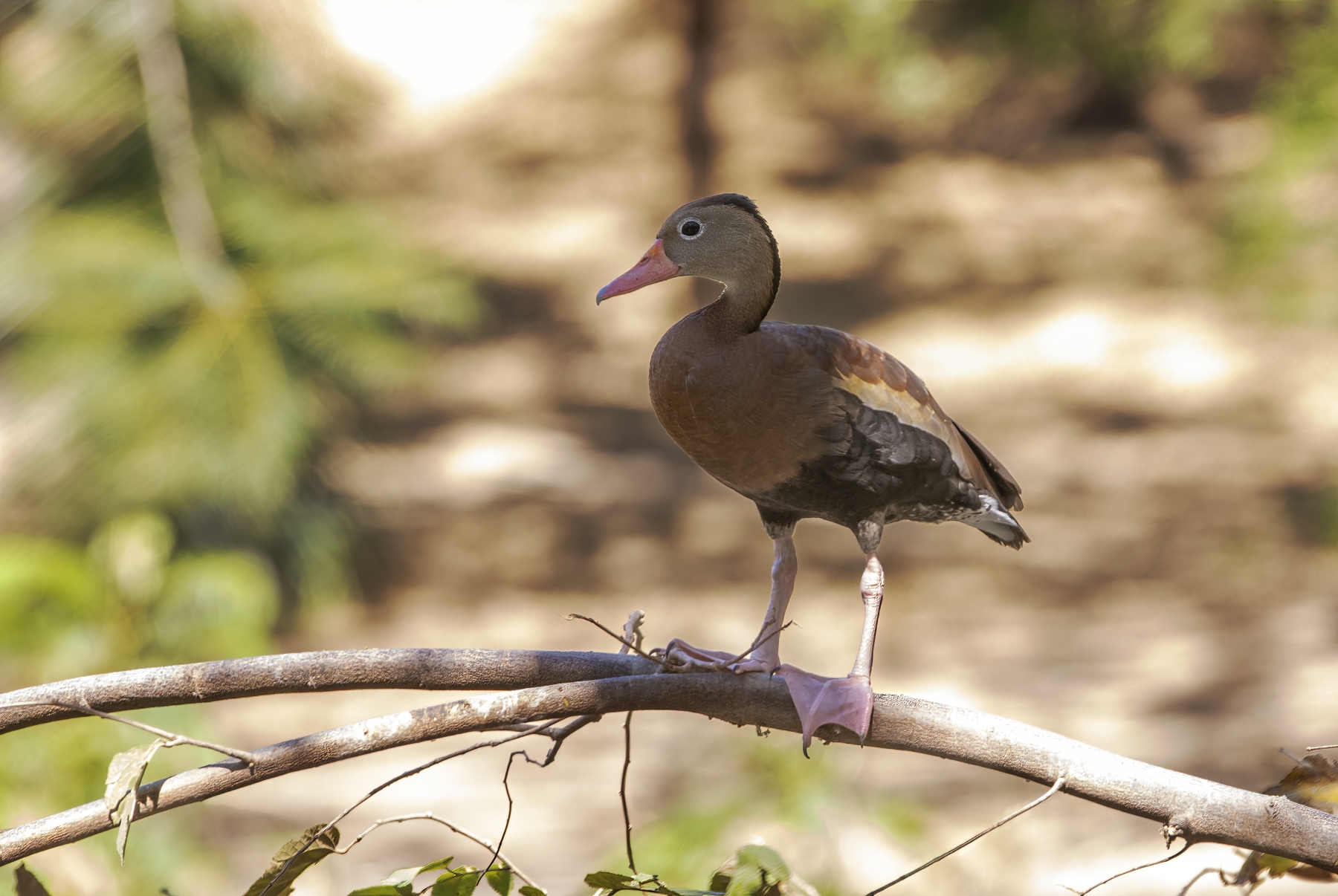 Whistling Duck, Liberia, Costa Rica